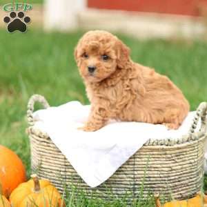 Hollly, Havapoo Puppy