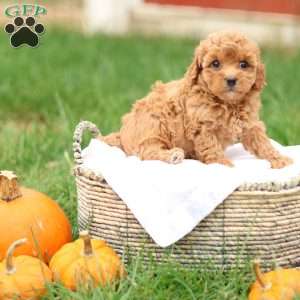 Hollly, Havapoo Puppy