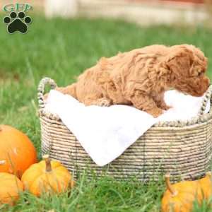 Hollly, Havapoo Puppy