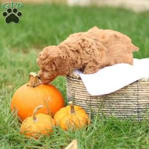 Hollly, Havapoo Puppy