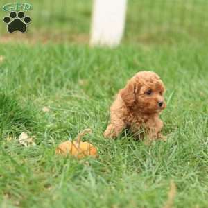 Hollly, Havapoo Puppy