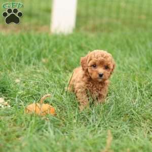 Hollly, Havapoo Puppy