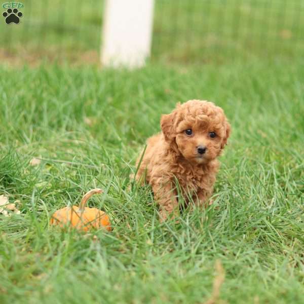 Hollly, Havapoo Puppy