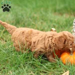Hollly, Havapoo Puppy
