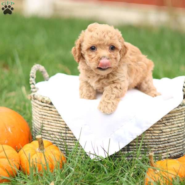 Harrison, Havapoo Puppy