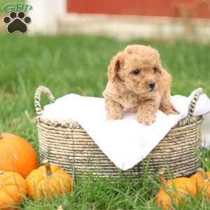Harrison, Havapoo Puppy
