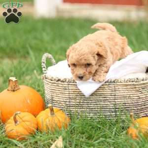 Harrison, Havapoo Puppy