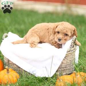 Harrison, Havapoo Puppy