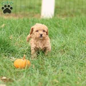 Harrison, Havapoo Puppy