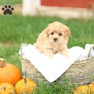Hank, Havapoo Puppy