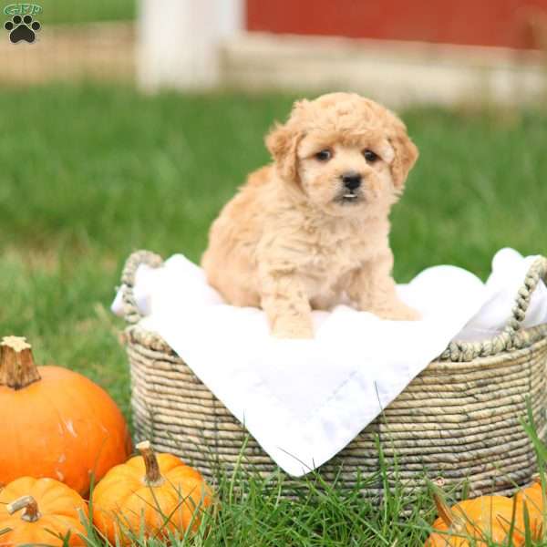 Hank, Havapoo Puppy