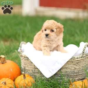 Hank, Havapoo Puppy