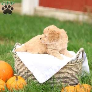Hank, Havapoo Puppy