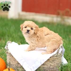 Hank, Havapoo Puppy