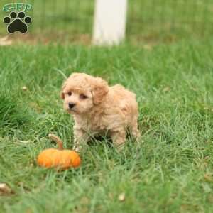 Hank, Havapoo Puppy