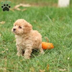 Hank, Havapoo Puppy