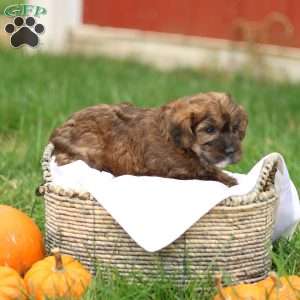 Jennica, Jack-a-poo Puppy
