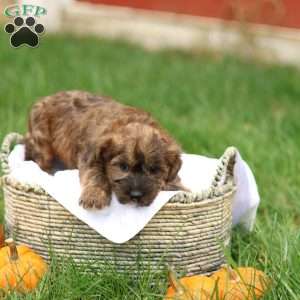 Jennica, Jack-a-poo Puppy