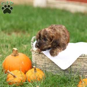 Jennica, Jack-a-poo Puppy