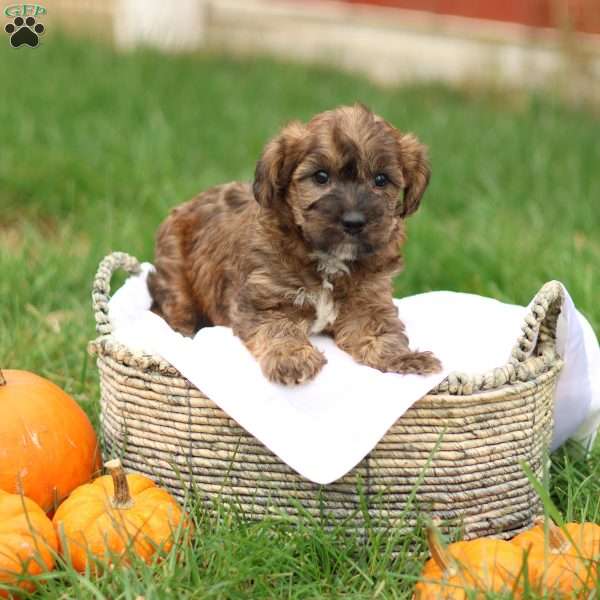 Jennica, Jack-a-poo Puppy