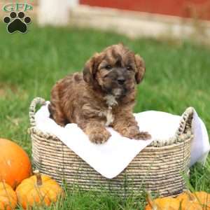 Jennica, Jack-a-poo Puppy