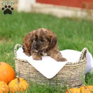 Jennica, Jack-a-poo Puppy