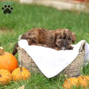 Jennica, Jack-a-poo Puppy