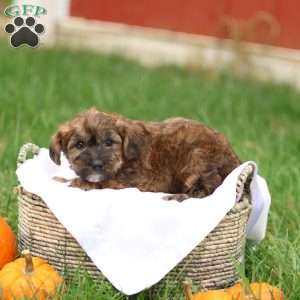 Jennica, Jack-a-poo Puppy