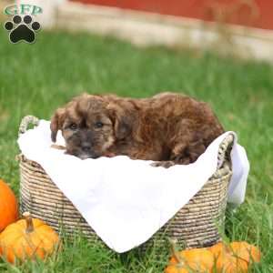Jennica, Jack-a-poo Puppy