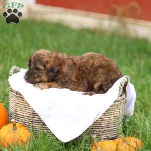 Jennica, Jack-a-poo Puppy
