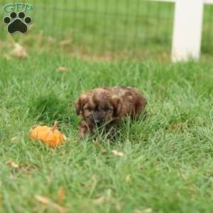 Jennica, Jack-a-poo Puppy