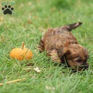 Jennica, Jack-a-poo Puppy