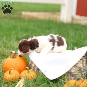 Janson, Jack-a-poo Puppy