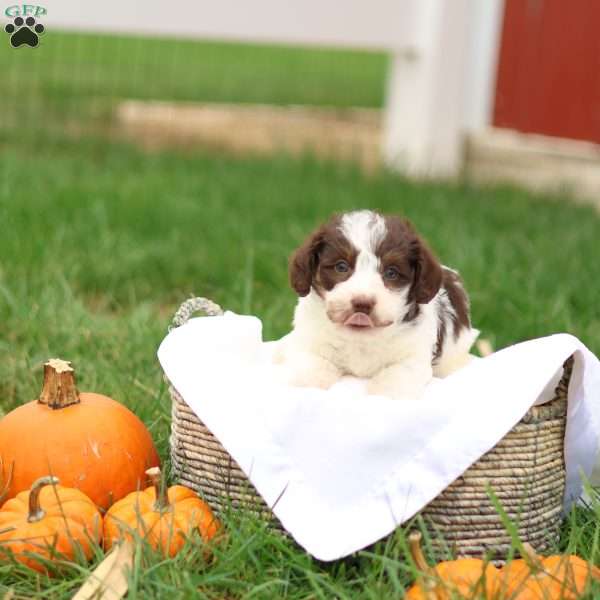 Janson, Jack-a-poo Puppy