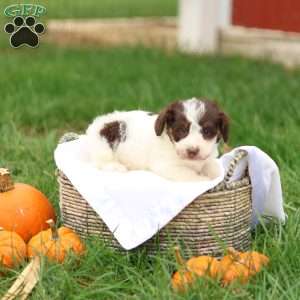 Janson, Jack-a-poo Puppy