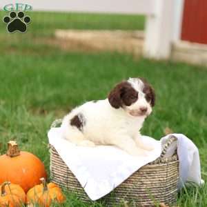 Janson, Jack-a-poo Puppy