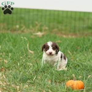 Janson, Jack-a-poo Puppy