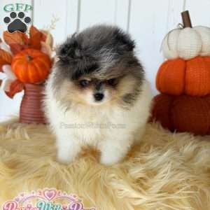 Little Jupiter, Pomeranian Puppy