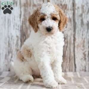 Tabitha, Mini Labradoodle Puppy