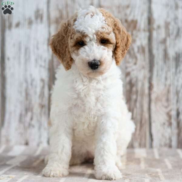 Tabitha, Mini Labradoodle Puppy