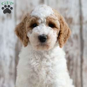 Tabitha, Mini Labradoodle Puppy
