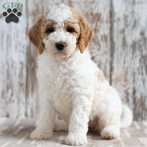 Tabitha, Mini Labradoodle Puppy