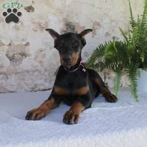 Sheila, Doberman Pinscher Puppy