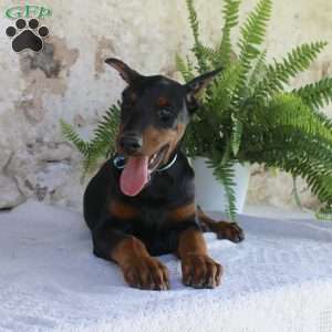 Simba, Doberman Pinscher Puppy