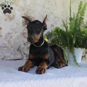 Sparky, Doberman Pinscher Puppy