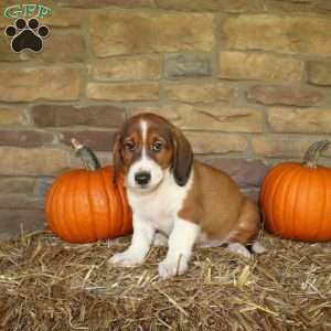 Austin, Basset Hound Mix Puppy