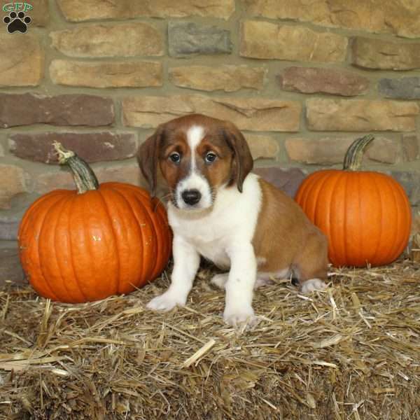 Asher, Basset Hound Mix Puppy