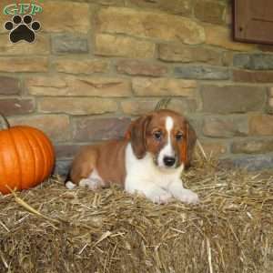 Acorn, Basset Hound Mix Puppy