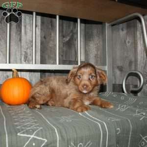 Tina, Mini Aussiedoodle Puppy