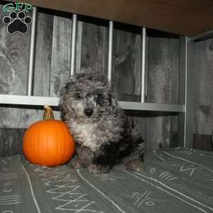 Becca, Miniature Poodle Puppy